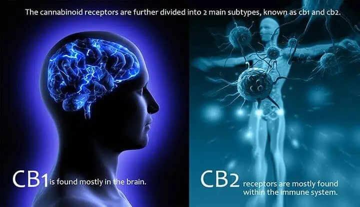 Humany Body CB1 and CB2 Cannabinoid Receptors Humany Body CB1 and CB2 Cannabinoid Receptors