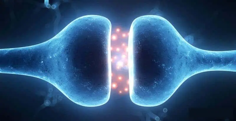 CBD Oil Effects - Humany Body CB1 and CB2 Cannabinoid Receptors